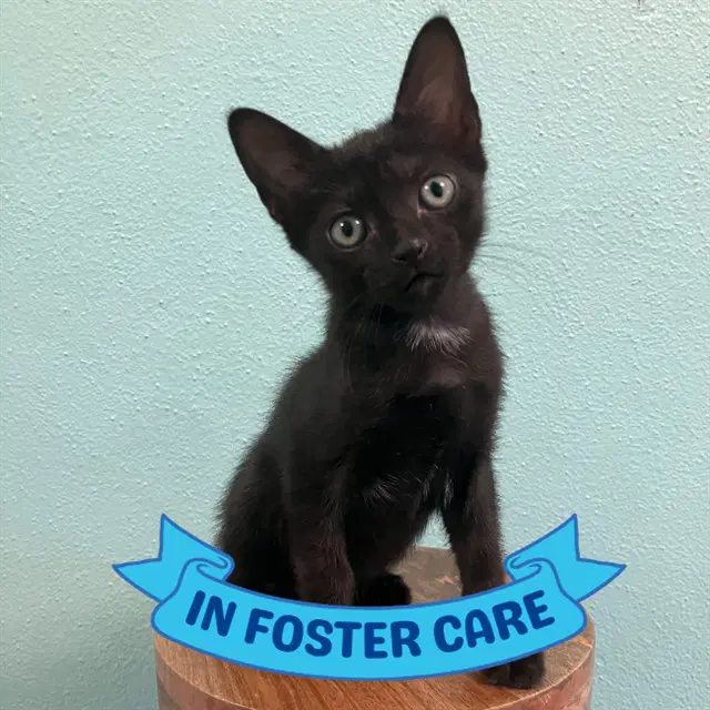 Dewey - Domestic Short Hair
