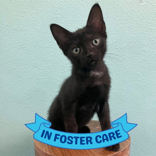 picture of the cat needing adoption