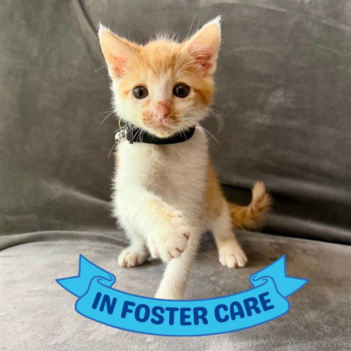 picture of the cat needing adoption