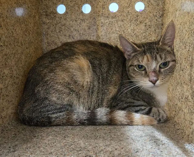 Linda - Domestic Short Hair