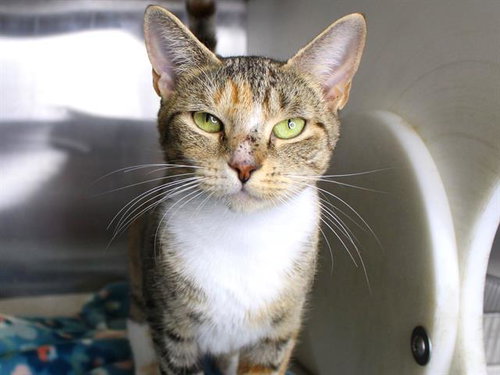 LINDA, a cat for adoption from Tallahassee-Leon Community Animal Service Center