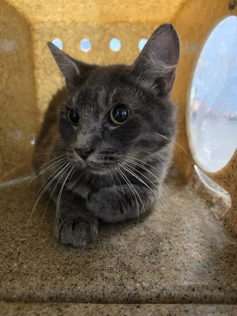 Bob - Domestic Medium Hair