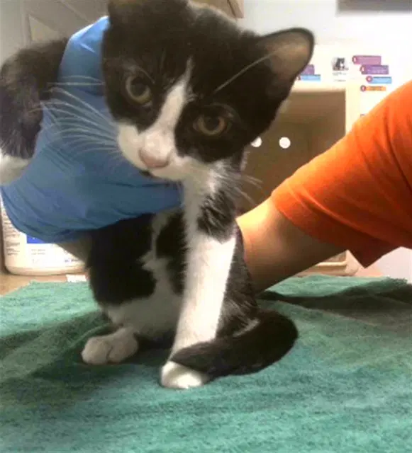 Torpedo - Domestic Short Hair