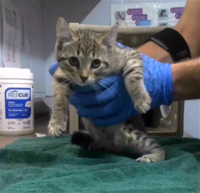 Periscope - Domestic Medium Hair