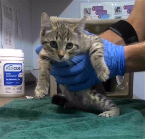 picture of the cat needing adoption