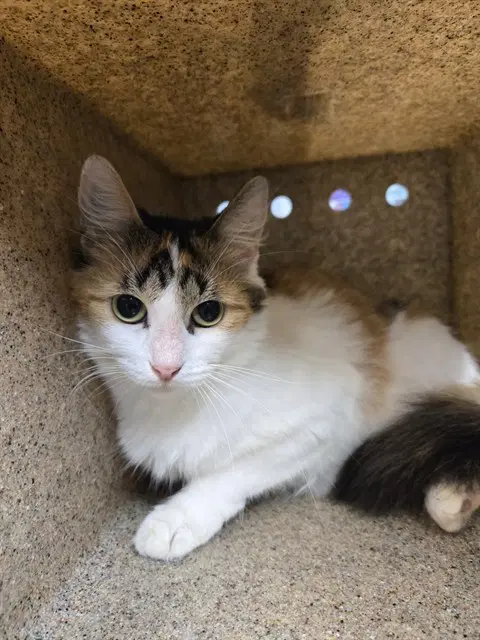 Tina - Domestic Long Hair
