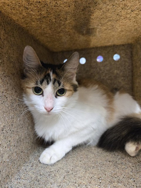 picture of the cat needing adoption