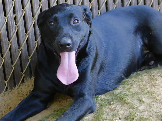 Diesel - Labrador Retriever