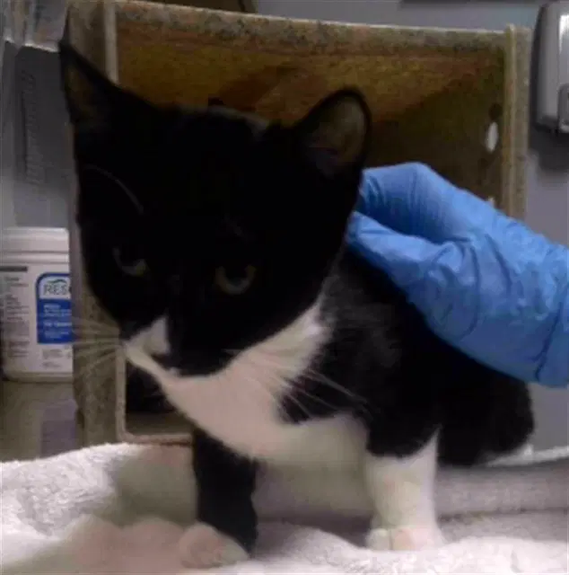 Opulence - Domestic Short Hair
