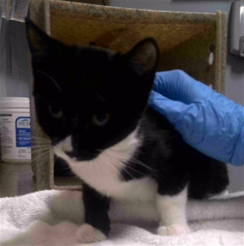 picture of the cat needing adoption