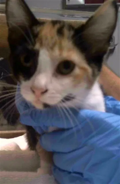 Famine - Domestic Short Hair