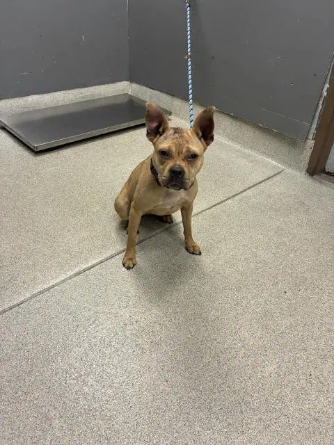 Hailey - American Pit Bull Terrier