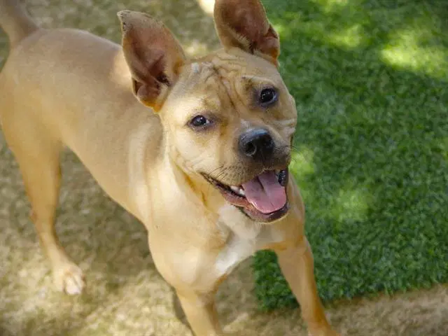 Hailey - American Pit Bull Terrier