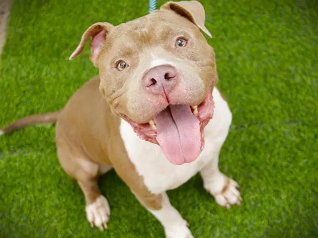 Blaze - American Staffordshire Terrier