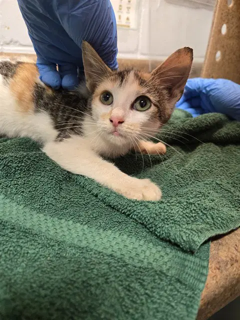Lassy - Domestic Short Hair