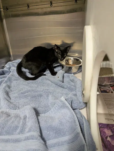 Chupacabra - Domestic Short Hair