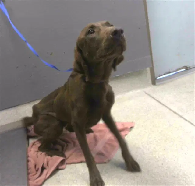 Maggie - Labrador Retriever