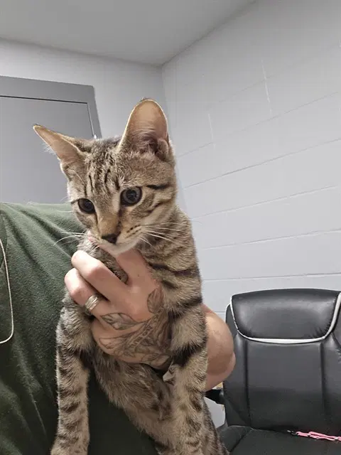 Jax - Domestic Short Hair