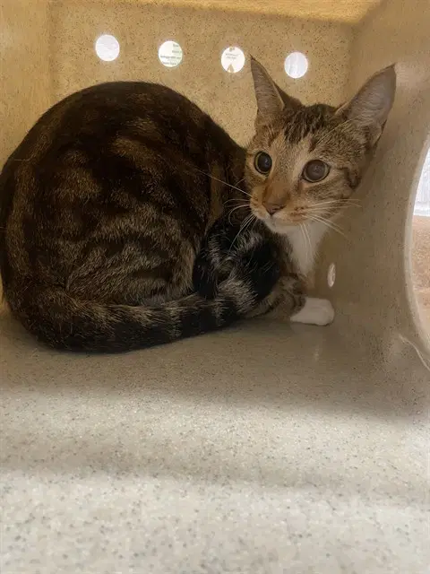 Nancy - Domestic Short Hair
