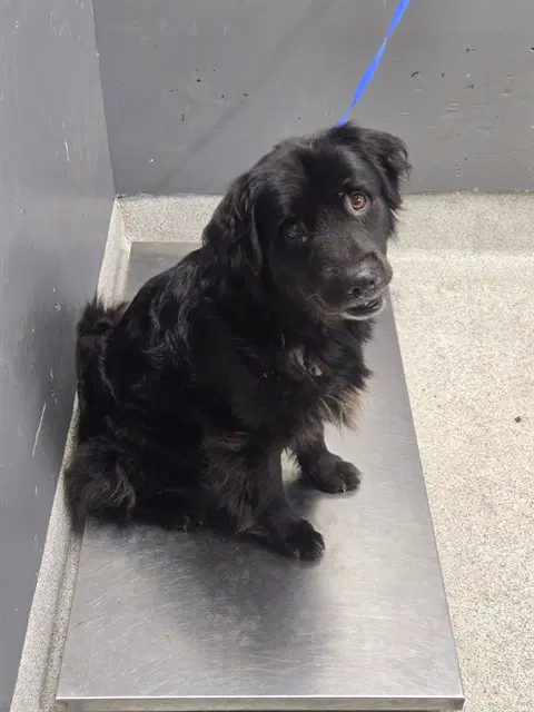 Blake - Flat-coated Retriever