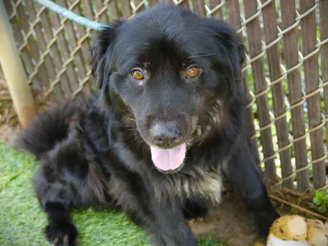 Blake - Flat-coated Retriever