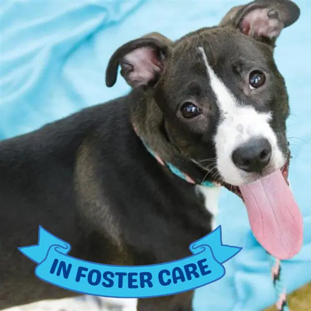 Guthrie - American Staffordshire Terrier
