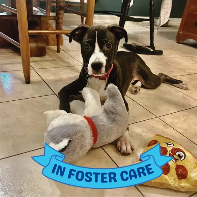 Guthrie - American Staffordshire Terrier