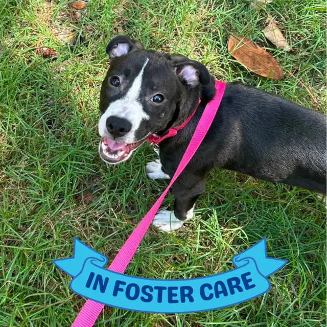 Guthrie - American Staffordshire Terrier