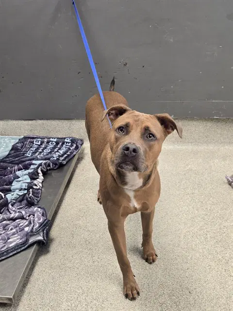Marcia - Bullmastiff