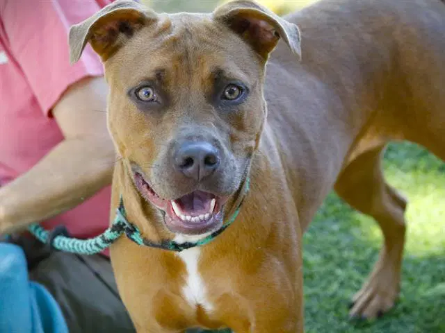 Marcia - Bullmastiff