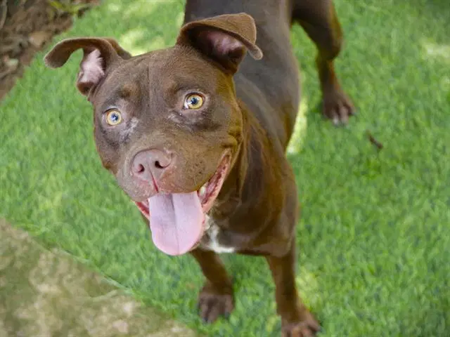 Fran - Staffordshire Bull Terrier