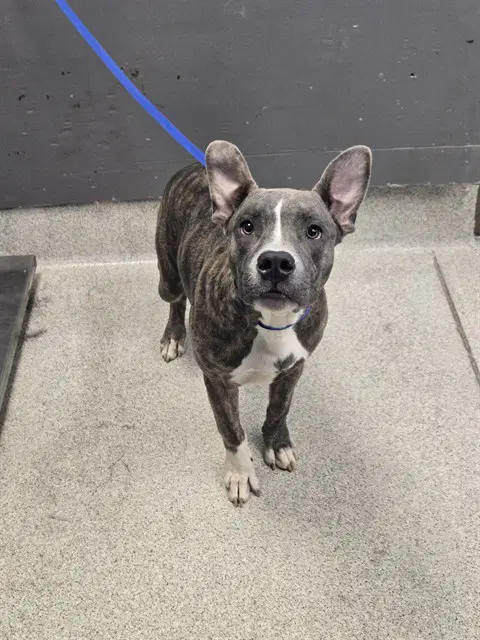 Dumbo - American Pit Bull Terrier
