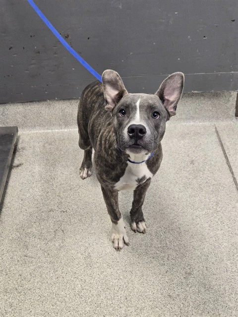 Dumbo