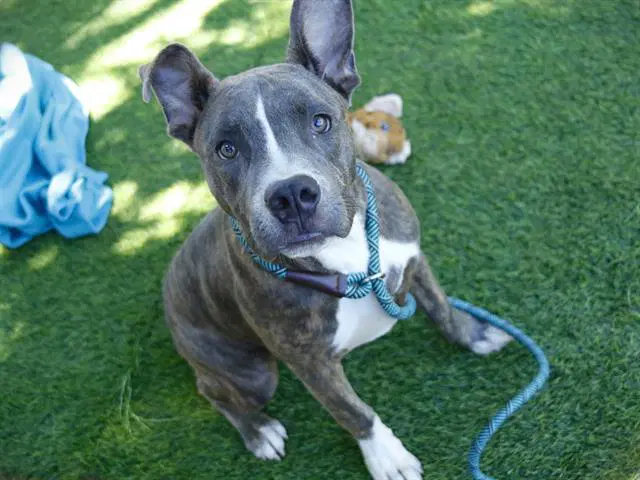 Dumbo - American Pit Bull Terrier