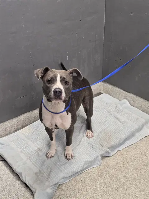 Bella - American Pit Bull Terrier