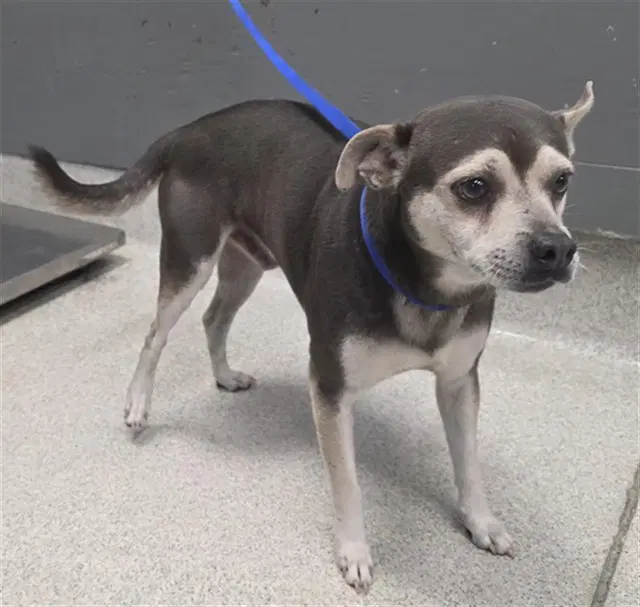 Zeke - Chihuahua
