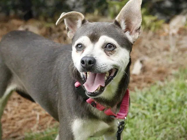 Zeke - Chihuahua