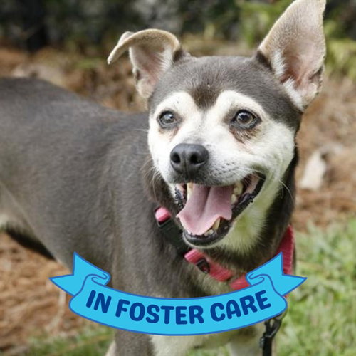 ZEKE, a dog for adoption from Tallahassee-Leon Community Animal Service Center