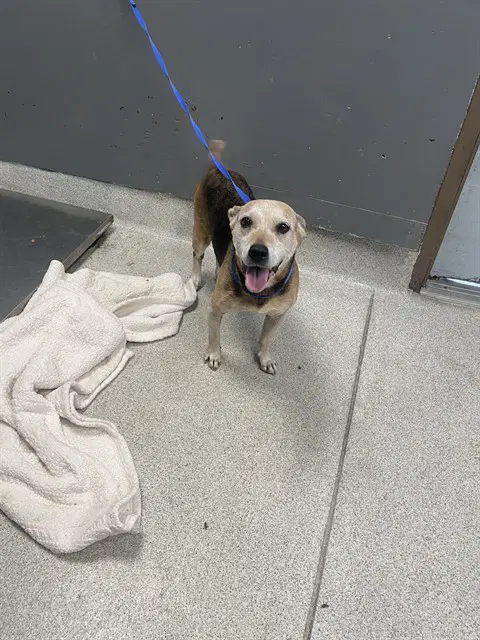 Sienna - Beagle