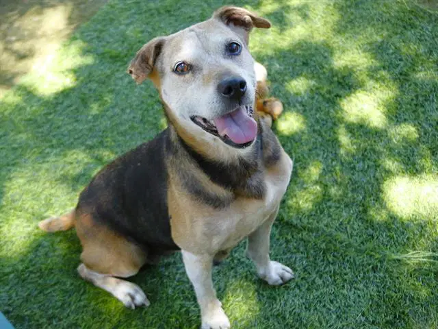Sienna - Beagle