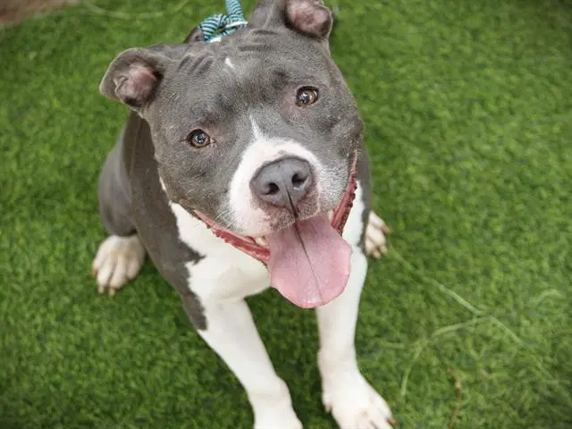 Ella - American Staffordshire Terrier