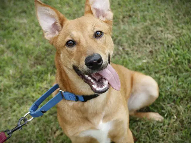 Luna - Carolina Dog