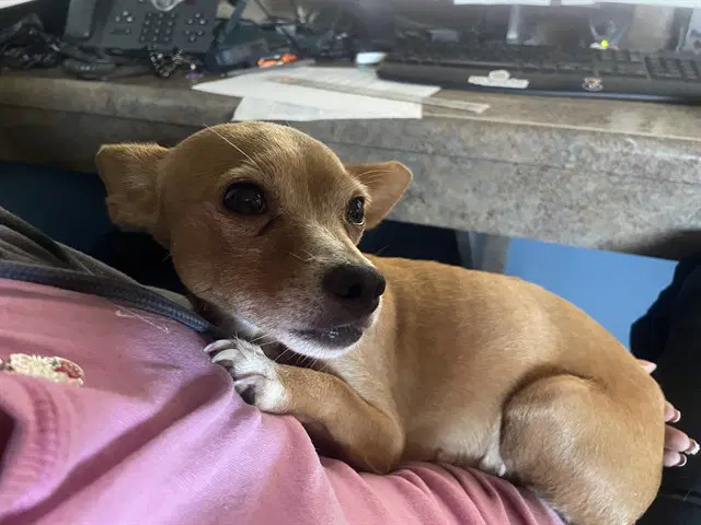 Brownie - Chihuahua