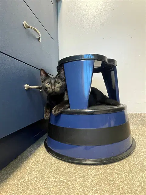 Zack - Domestic Short Hair