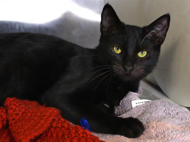 Zack - Domestic Short Hair