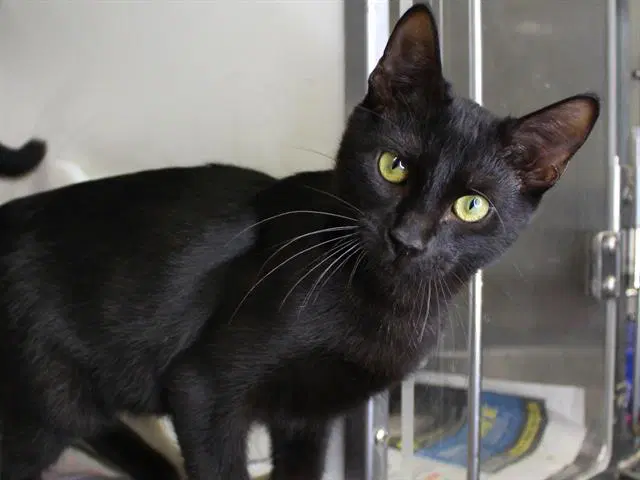 Cody - Domestic Short Hair