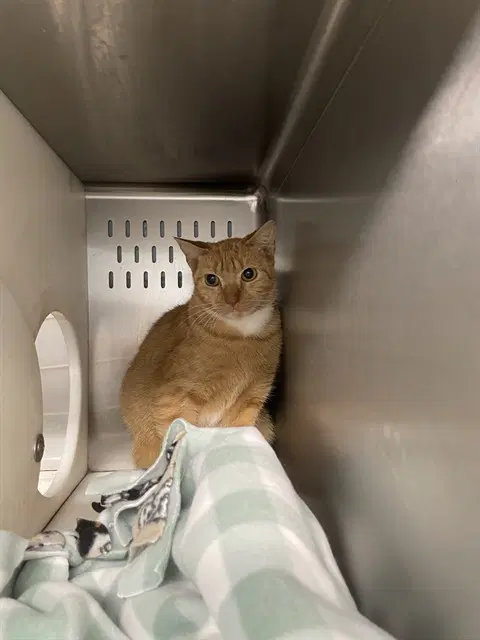 Autumn - Domestic Short Hair