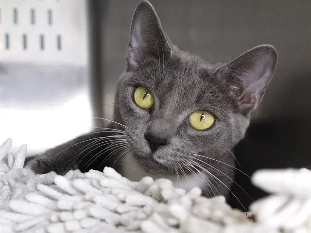 Nyla - Domestic Short Hair