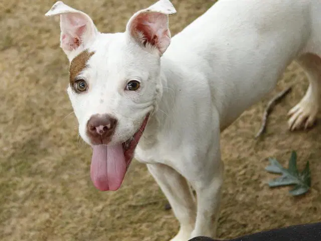 Cosmo - American Staffordshire Terrier