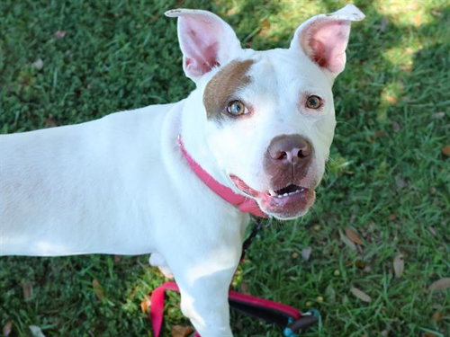 Cosmo, American Staffordshire Terrier (medium coat)